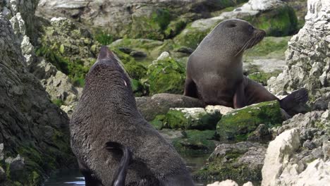 big male fur seal enjoys relief of long back scratch with hind flipper