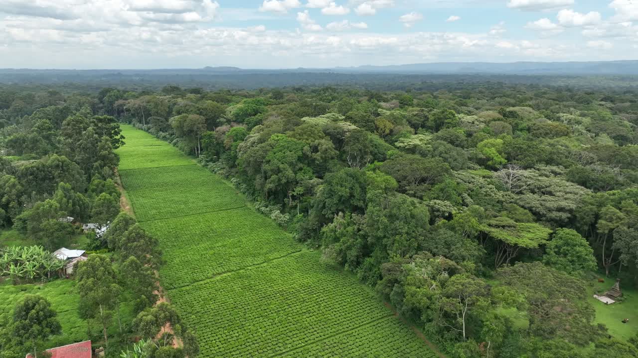 una toma de un dron que muestra una plantación de té dentro del bosque de kakamega en el oeste de kenia