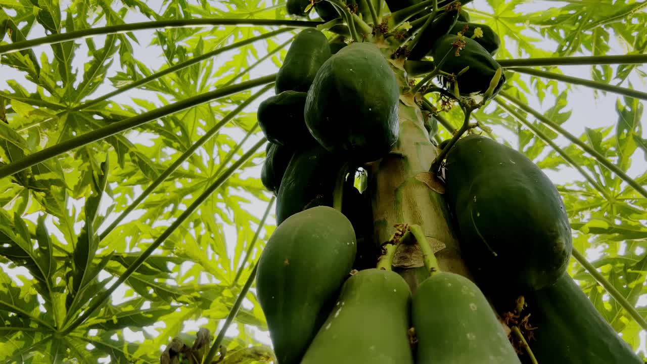 Close-up shot of many green papayas on the tree