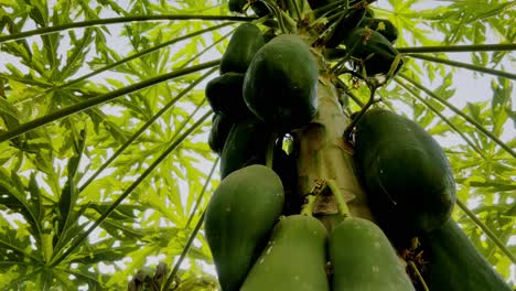 close-up shot of many green papayas on the tree