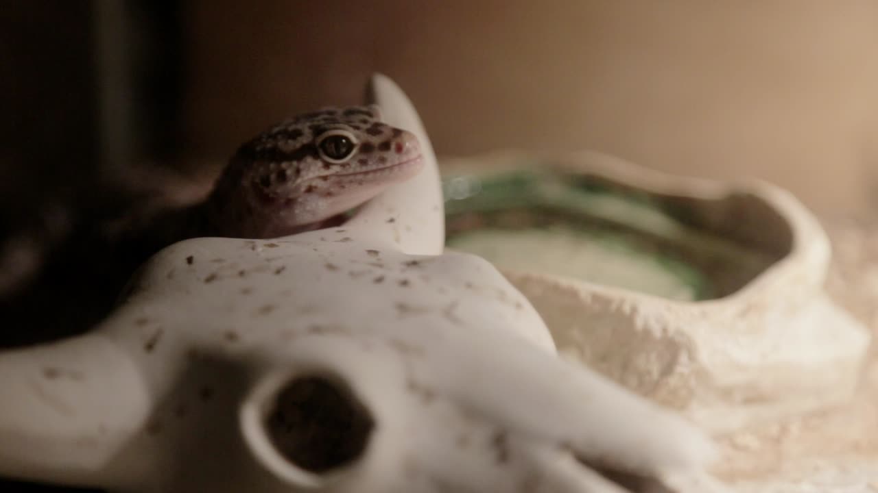 un curioso gecko leopardo se mueve alrededor de su recinto