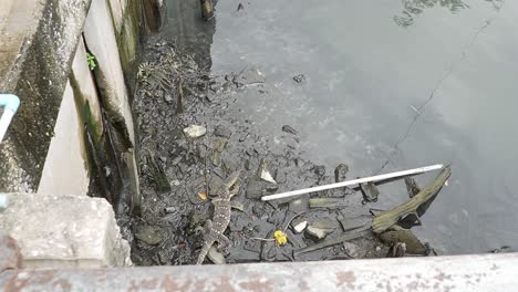 un lagarto monitor en los ríos más pequeños contaminados