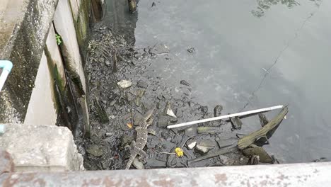 a monitor lizard in the polluted smaller rivers