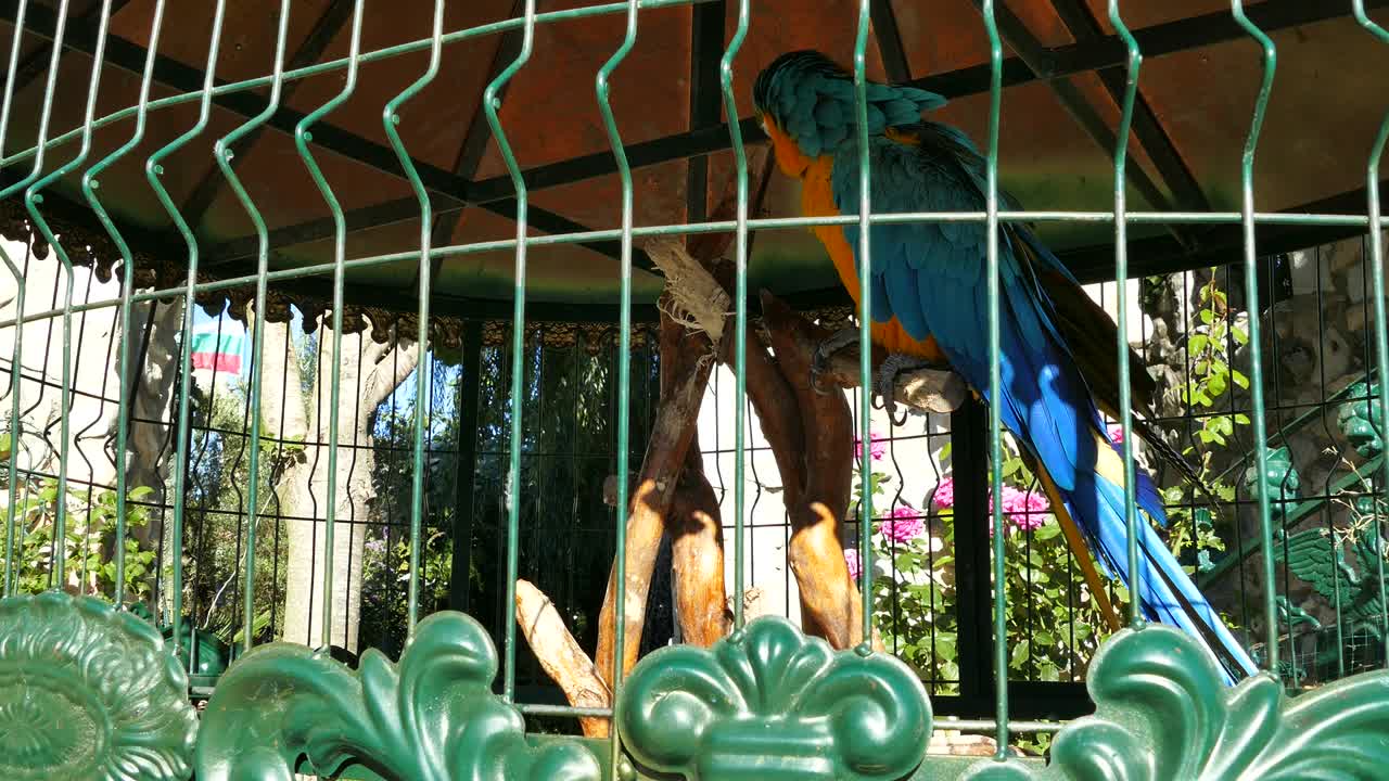 다채로운 파란색과 노란색의 아카우 무새. 파란색의 황금색 아카우스 무. 아라, 아라라우나.