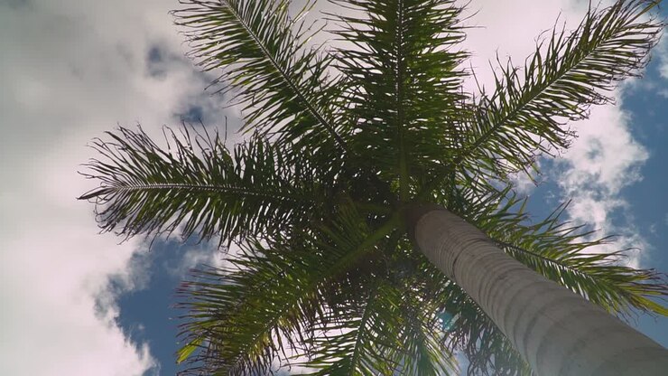 Summer Holiday Concept Looking Up At Palm Tree With Blue Sky And Clouds