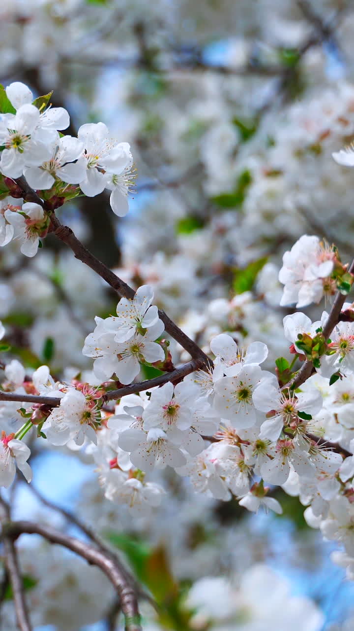 Blooming fruit tree background. White flowers on tree branch swaying in wind. Flowering branches in spring against blue sky. Vertical video