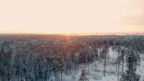 Luftbild-Eines-Winterwaldes.-Beim-Flug-über-Die-Verschneiten-Wälder-Geht-Die-Sonne-Orange-über-Den-Weißen-Bäumen-Unter.-Frostiger-Morgen.-Winterlandschaft