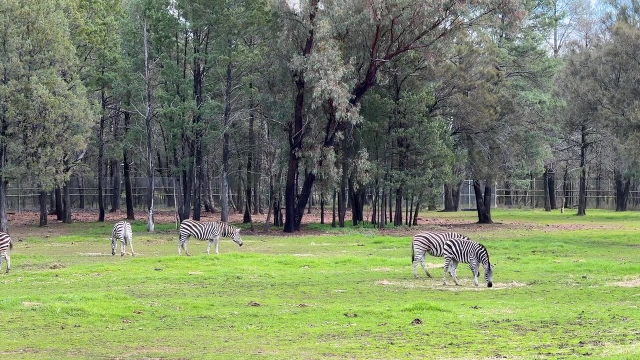 Weitwinkelaufnahme von Zebras, die auf grünem Gras vor einem dichten Wald in Dubbo, Australien, grasen