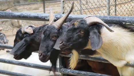 goats behind a fence