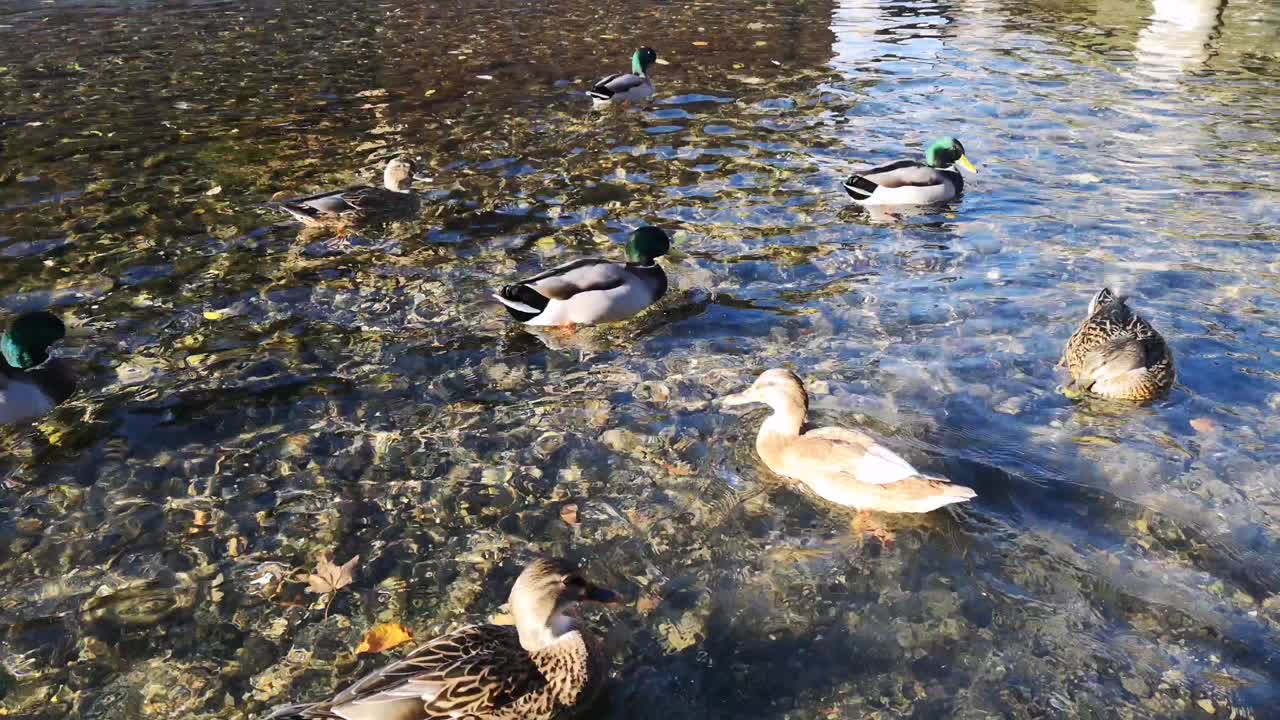 Ducks paddling in very calm waters in a small village, UK
