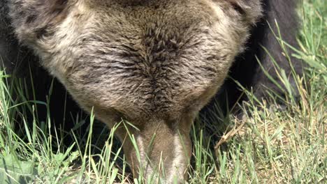 Un-Primerísimo-Plano-De-Un-Oso-Grizzly-Alimentándose