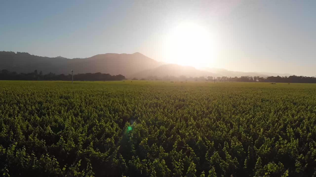 Aerial View of a Vineyard at Sunset