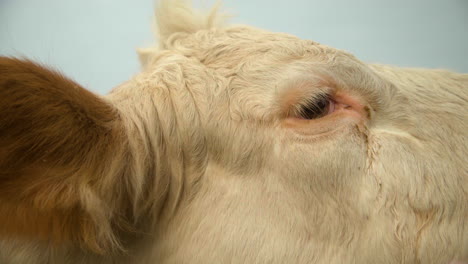 Close-Up-of-cute-Hereford-Cow-Head-Eyes