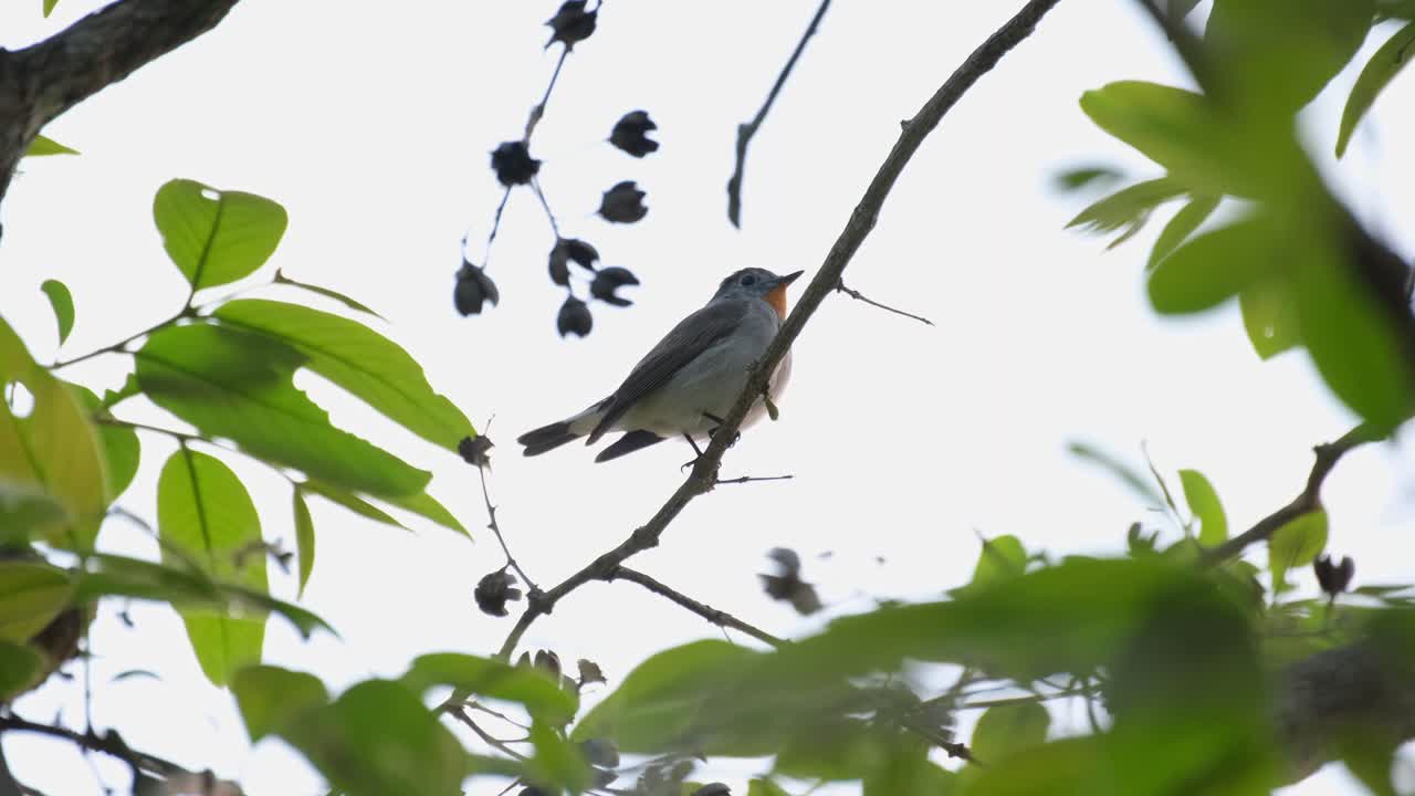 작은 가지에 거의 실루엣으로 자리 잡고 날개를 빠르게 펄럭이며 오른쪽을 봅니다.