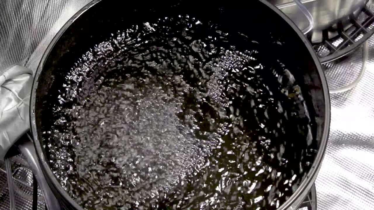 Filling Bucket With Water For Growing Cannabis Plant In Hydroponics Method