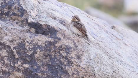 wryneck eurasiático sentado en la roca en el tiempo de migración