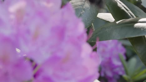 focus away from bee and plants