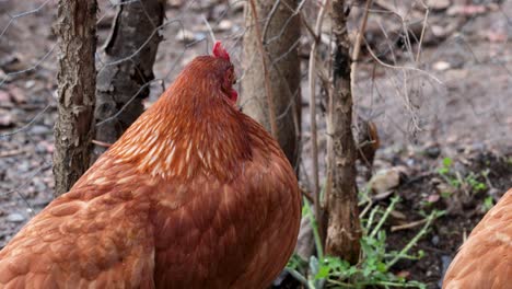 curious chicken of beautiful plumage looks around in the country house backyard