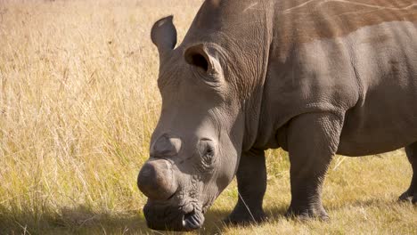 a white rhino stands still in the tall grasses of the savannah of south africa