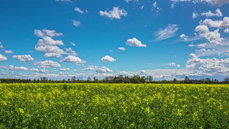 timelapse of rapeseed flowers field in full bloom against blue sky with white clouds passing by at daytime