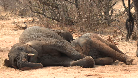 vista cercana del joven elefante jugando mientras está acostado junto a un adulto en la arena