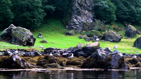 gaviotas sentadas en la orilla de naeroyfjord