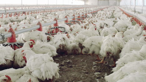 modern chicken farm in latin america, poultry