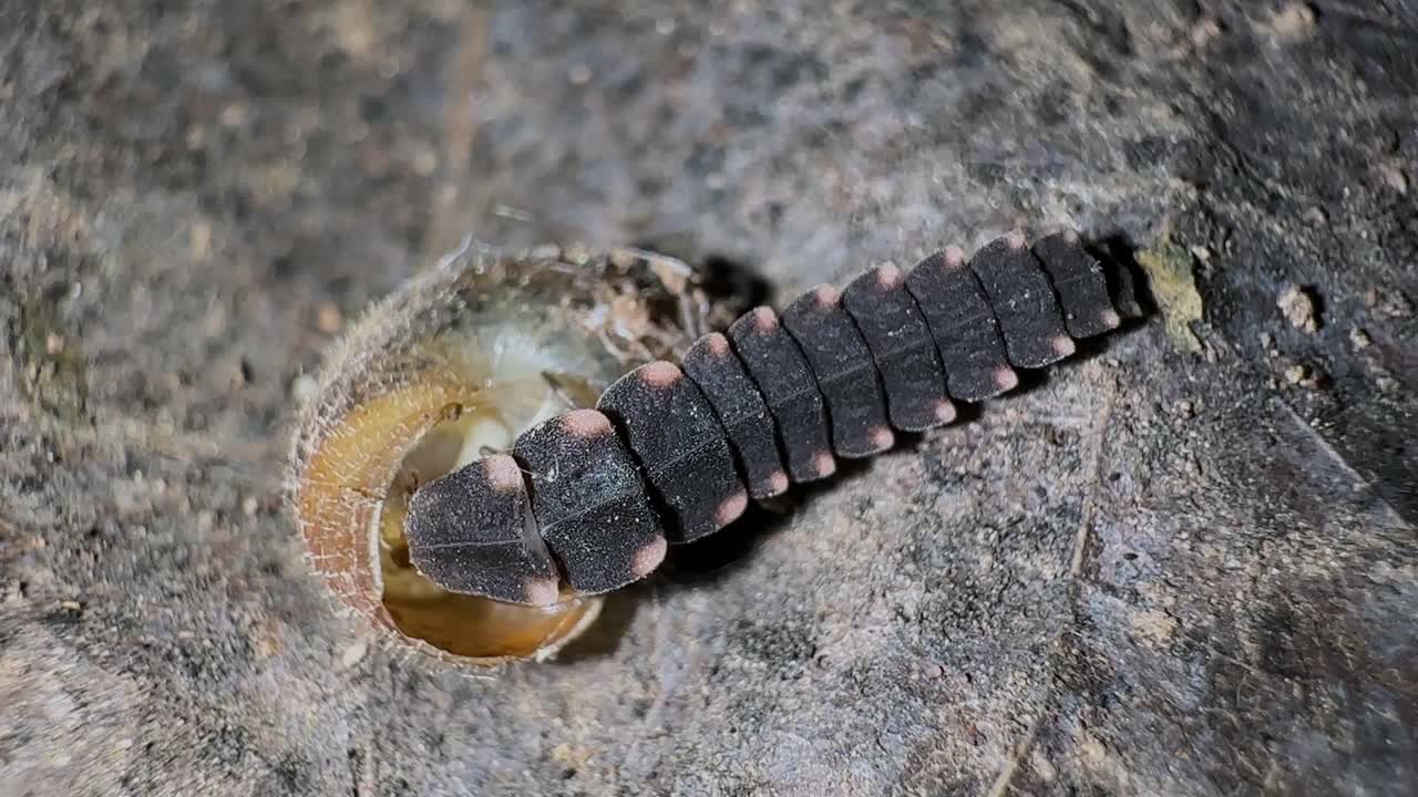 firefly eating snail and crawl to fight glowworm bioluminescence creature the wildlife hyrcanian iran forest insect larvae light emission entomology biology small species outdoor nature diet at night