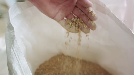 female worker checking wheat seeds in distillery factory