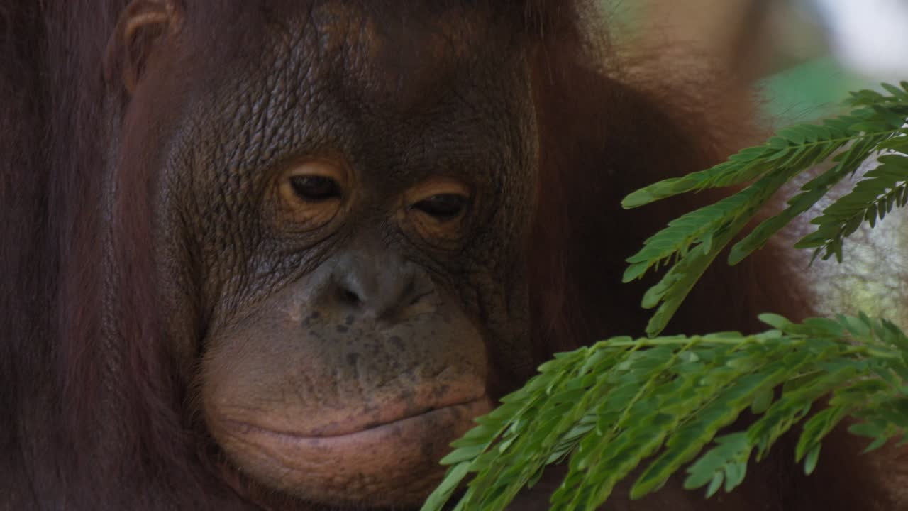 retrato de un orangután. primer plano, en la mano