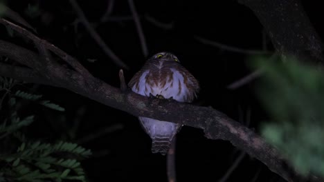 Camera-zooms-out-revealing-this-owl-perched-on-a-branch-as-seen-from-under,-Asian-Barred-Owlet-Glaucidium-cuculoides,-Thailand