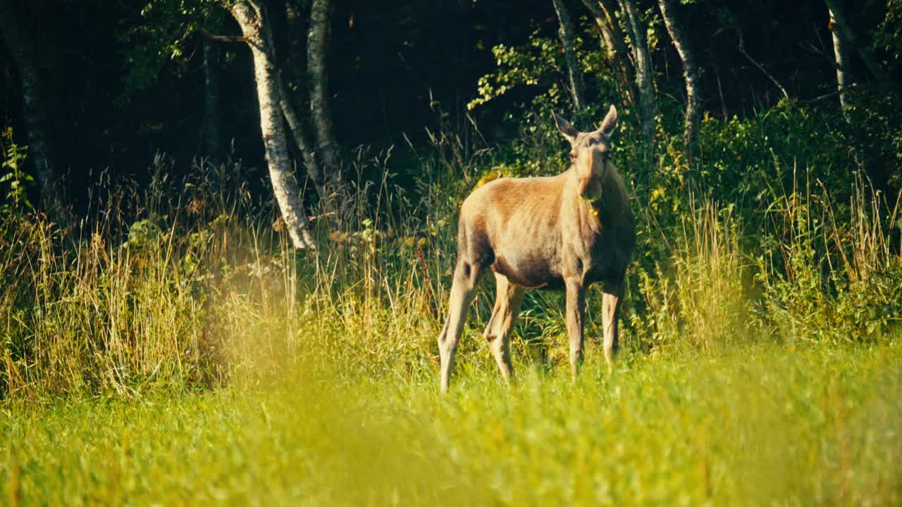 Filmato statico della fauna selvatica di un maestoso alce (Alces alces) che mastica l'erba mentre cerca cibo nella vegetazione lussureggiante