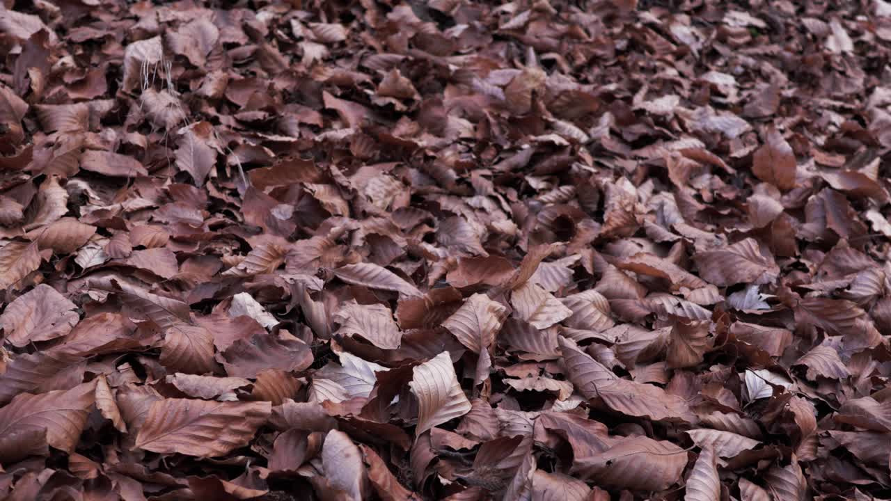 Primo piano di foglie autunnali che creano un tappeto su una foresta.