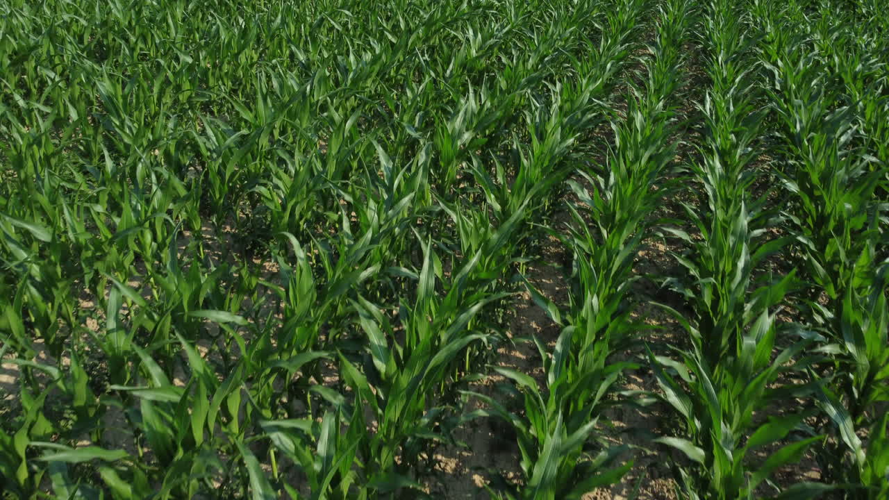 Corn agriculture cultivation organic field