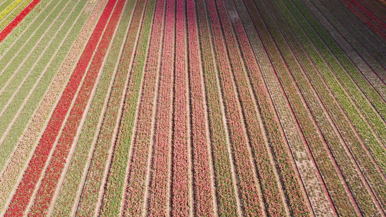 drone fly cámara delantera inclinada hacia arriba sobre campos de tulipanes holandeses en 4k
