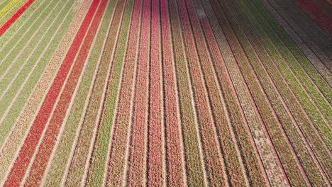 Drone-Fly-Cámara-Delantera-Inclinada-Hacia-Arriba-Sobre-Campos-De-Tulipanes-Holandeses-En-4k