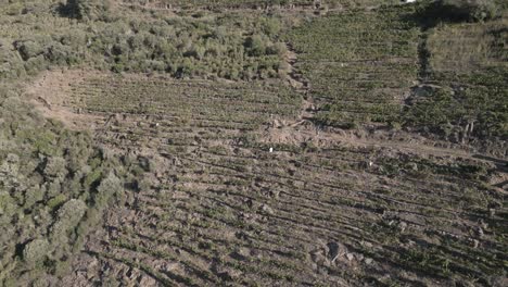 Traditional-Vineyards-On-A-Hill-From-Sil-Canyon-At-Ribeira-Sacra,-Spain