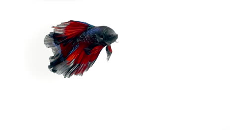 colorful siamese fighting fish betta splendens, also known as thai fighting fish or betta, is a species in the gourami family which is popular as an aquarium fish on white background