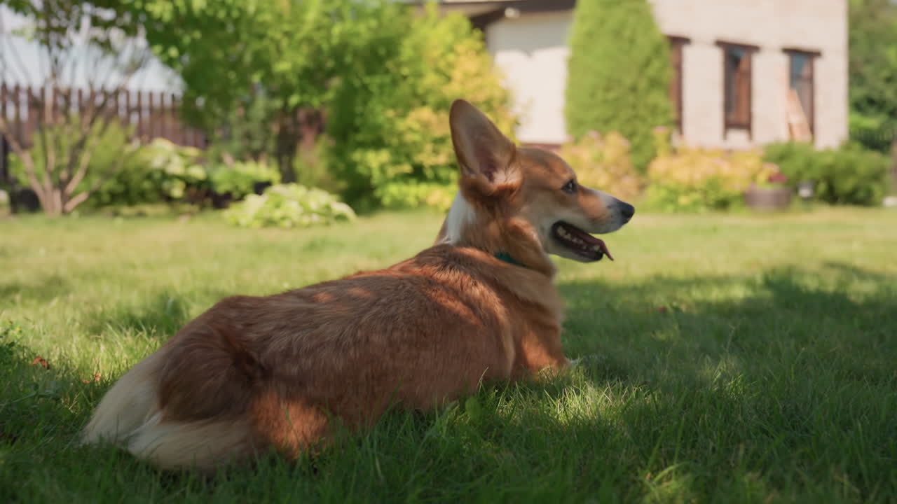 Corgi Lying On Grass With House Background, Relaxed Corgi Resting On Lawn Facing House In Peaceful Yard, Serene Corgi Comfortably Lounging On Grass With House And Shrub Scenery In Background
