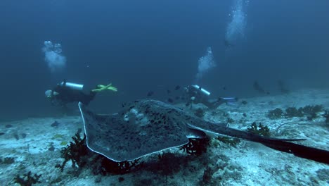 round ribbontail ray watching behind scuba divers