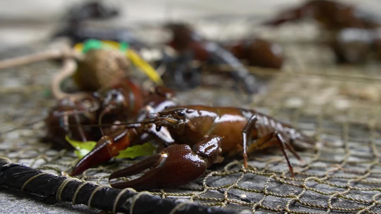 라트비아의 파시파스타쿠스 레니우스쿨루스 (pacifastacus leniusculus)