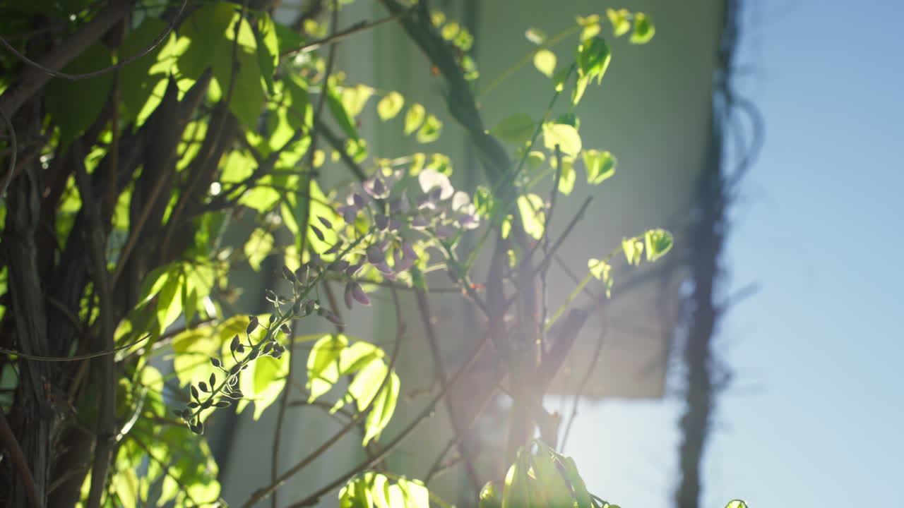 자연적인 평온에서  ⁇ 빛이 빛나는 나무 가지. 도시에서 바람이 불고 있는 가지 잎