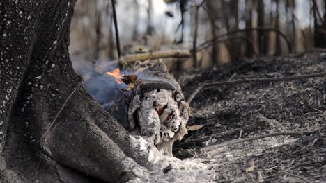 close up of a smouldering log from a bushfire