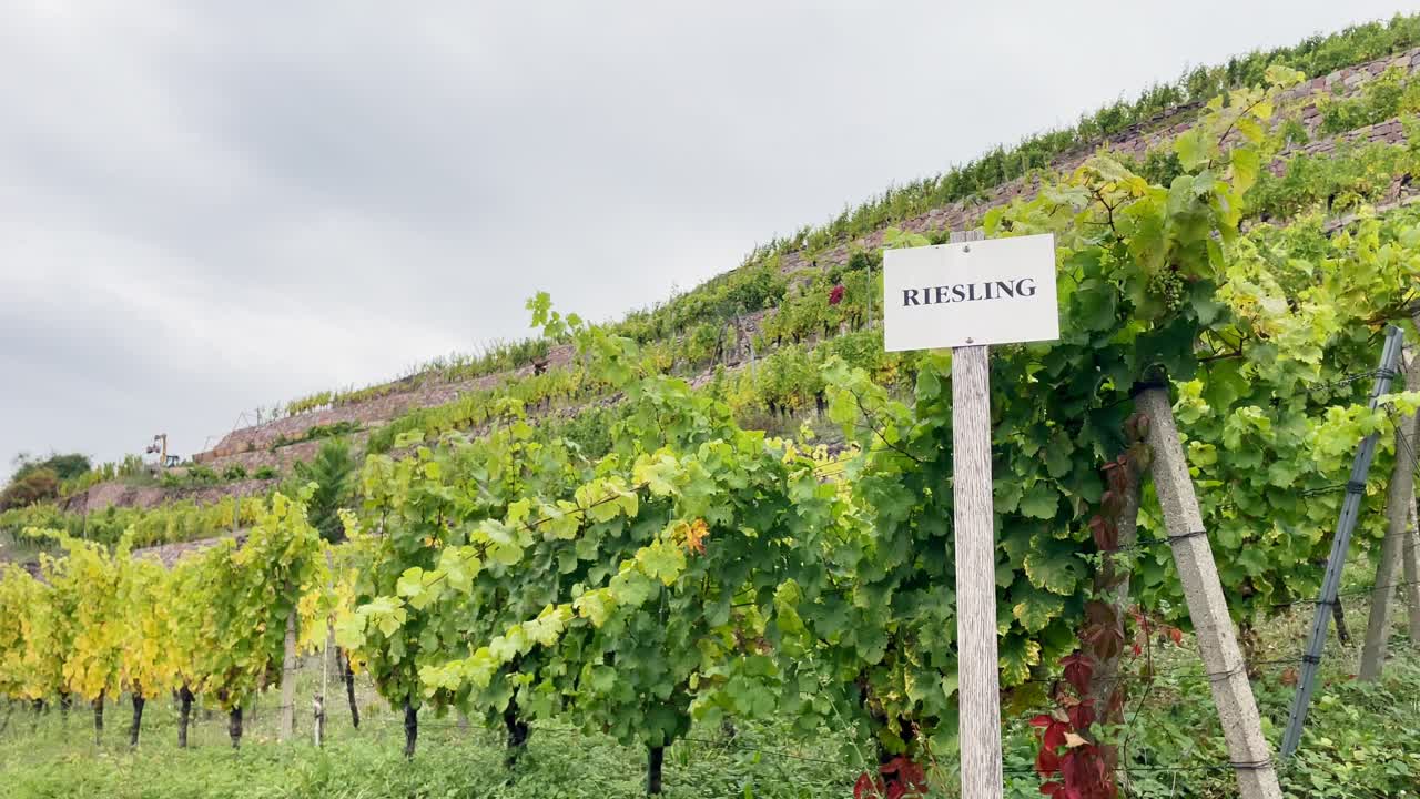 Terraced vineyard with Riesling grapes growing on lush green hillside slopes