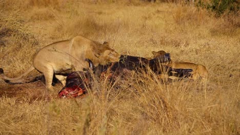 Young-male-lion-interacting-with-buffalo-carcass