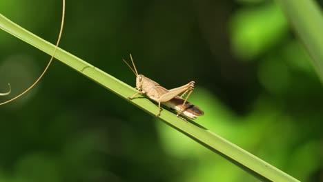 saltamontes marrones en el centro de florida, el sendero del águila mariposa caminando por la hoja de palmetto a la luz del sol 4k