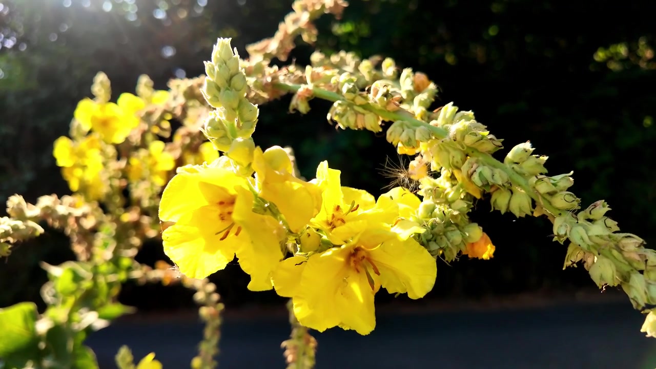 Fiori di verbasco giallo brillante sullo stelo con sfondo scuro