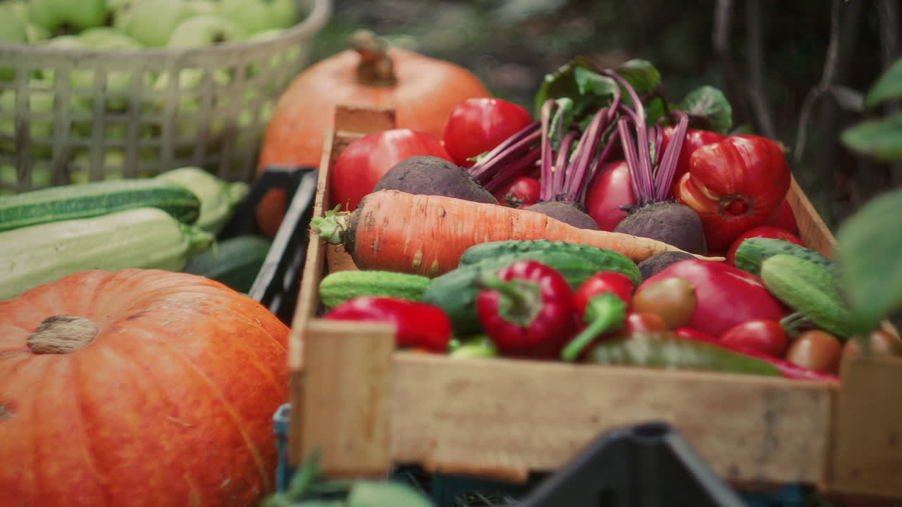 Close Up of Fresh Autumn Vegetables Harvested from Garden