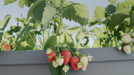 slider wide shot: clusters of ripe strawberries hang from a dutch high bed