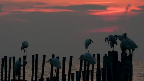 The-Great-Egret,-also-known-as-the-Common-Egret-or-the-Large-Egret